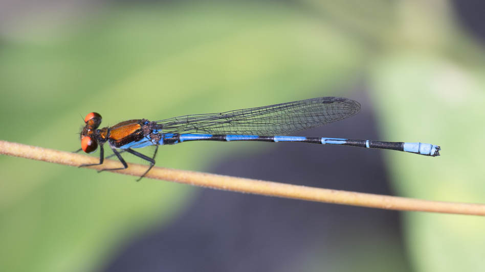 Argia oenea.jpg